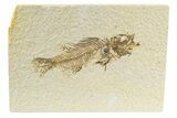 Rare, Fossil Fish (Hypsiprisca) - Wyoming #240382-1